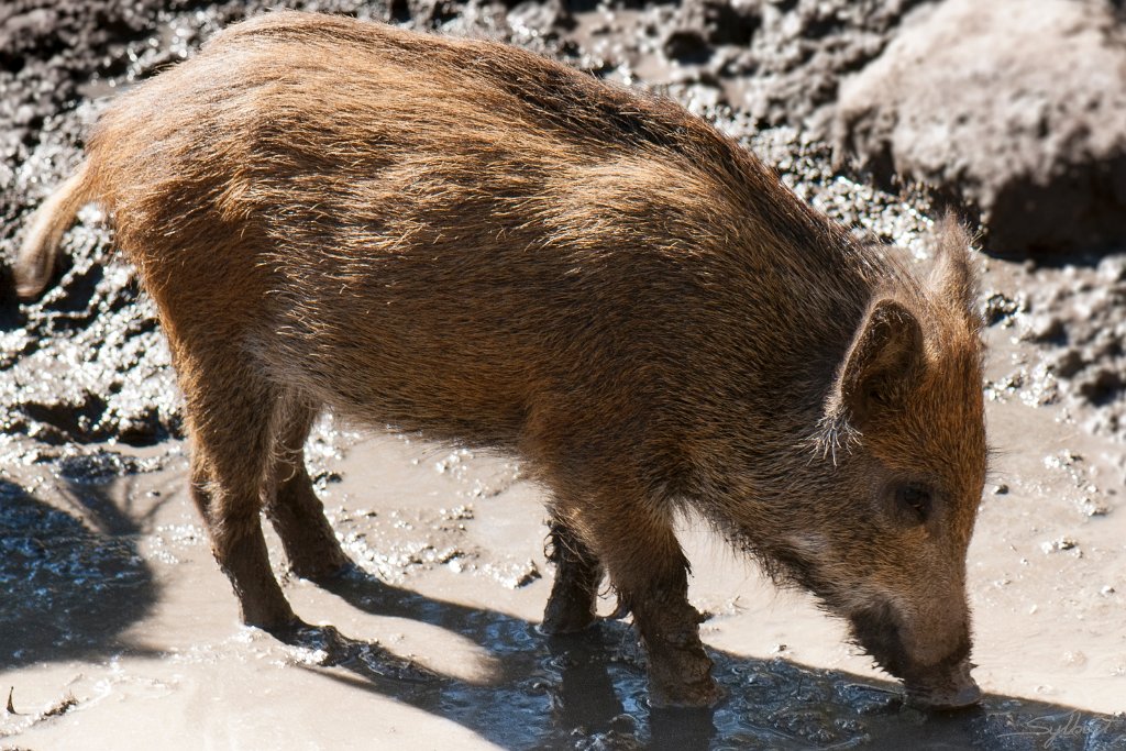 _GIL4147 m.JPG - Sanglier